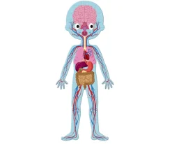 4 Puzles Educativos El Cuerpo Humano
