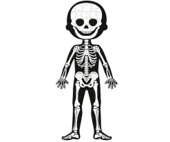 4 Puzles Educativos El Cuerpo Humano