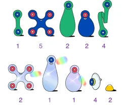 Pack Window 24 Piezas