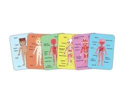 Puzzle Magnético del Cuerpo Humano